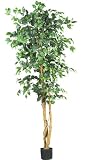 Ficus Tree - 6'