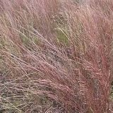 Bluestem - Little - 1 LB