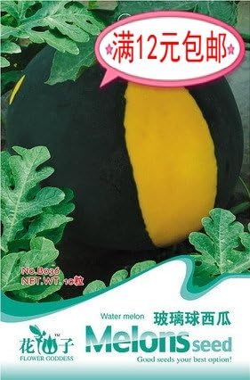 Siam Circus Glass ball bag fruit seeds 10 12 bonsai seeds for home & garden indoor plants