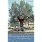 History of Olive Oil