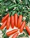 Serrano Tampiqueno Hot Pepper Seeds - Capsicum Annuum - 1 Grams - Approx 150 Gardening Seeds - Vegetable Garden Seed