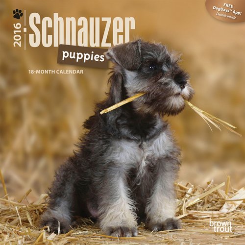 Schnauzer Puppies 2016 Mini 7x7