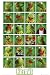 『THE MUPPETS SHOW/カーミット（KERMIT COLLAGE）《GBA017》』ポスター☆キャラクターPOSTER通販☆