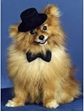 Pet Star Notecards - Pomeranian