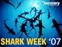 Sharks Under Glass