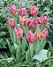 Unwins Bulbs - Tulip Bedding Rai 5 prepacked bulb(s)