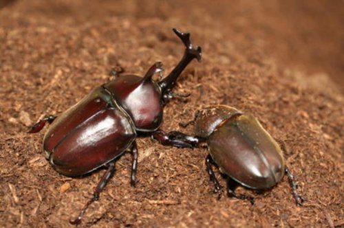 【ガス抜き済み】新タイプビートルマット【カブト採卵及び幼虫飼育用】(昆虫マット)