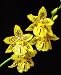 Odontocidium Tiger Barb orchid Near Blooming Size