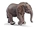 African Elephant Calf