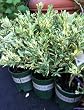 Variegated Calamondin Tree Two Gallon by Monrovia Growers