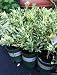 Variegated Calamondin Tree Two Gallon by Monrovia Growers