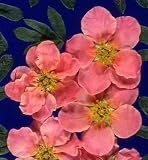 &acute; Pink Beauty &acute; Potentilla - Perennial - Pink Flowers - B000Q037LS