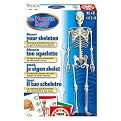 Discover Your Skeleton