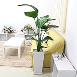 【ブルーミングスケープ】南国のやさしさ伝わるオーガスタ 9号+スクエアホワイトロング陶器鉢 Zタイプ 存在感バッチリの 大型観葉植物