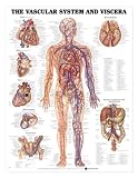 Chart - The Vascular System and Viscera