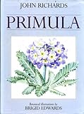 Primula