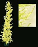 8' Whimsical Yellow Laser Artificial Christmas Tree