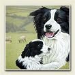 AbsorbaStone Coaster set~ Border Collies ~4 Tile Drink Coasters ~ code 748C