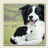 AbsorbaStone Coaster set~ Border Collies ~4 Tile Drink Coasters ~ code 748C