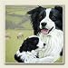 Kitchen & Housewares : AbsorbaStone Coaster set~ Border Collies ~4 Tile Drink Coasters ~ code 748C
