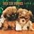 Shih Tzu Puppies 2009 Square Wall Calendar