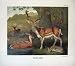 1904 Millais Summer Fallow Deer Cervus Dama Mammals