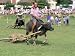 Racing Buffalo Pulling Plough at Kota Belud Festival in November, Sabah, Malaysia, Island of Borneo Photographic Poster Print by Lousie Murray, 40x30