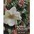 The Rose and the Clematis: As Good Companions