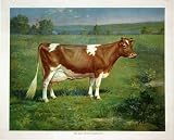 1900 Vintage Ideal Type Guernsey Cow Antique Advertising Antique Advertising Poster