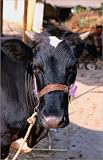 photographie A cow on the Bodrum Peninsula est disperible en (L x H): 20 x 30 cm de G. Elms Image du produit