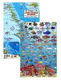 Long Island Bahamas Id Card with Island Map 8.5 in by 5.5 in