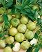 Grande Rio Verde Tomatillo Seeds - Lycopersicon Esculentum - 1 Grams - Approx 350 Gardening Seeds - Vegetable Garden Seed