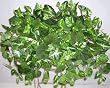 Mixed Tropical Greens Ledge Garden (#3)