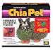Chia Bunny