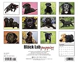 Just Black Lab Puppies 2012 Calendar (Just (Willow Creek))-