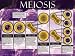 Meiosis by Unknown. ART PRINT Canvas Rolled. 24.00 inches width by 18.00 inches height. Highest Quality Art Poster Print