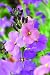Erysimum Collection, Scented Wallflower TEN young plants. (two each of FIVE varieties!)