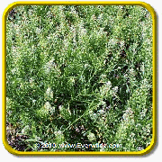 1 Lb Herb Seeds - 'Pepper Cress' Bulk Herb Seeds