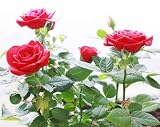 51fURLh5wLL. SL160  Wallmonkeys Peel and Stick Wall Decals   Roses Bush   24W x 19H Removable Graphic
