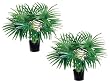TWO 28" Fan Palm X8 in Round Pot Green