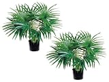 TWO 28" Fan Palm X8 in Round Pot Green