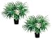 TWO 28" Fan Palm X8 in Round Pot Green
