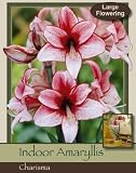 Charisma Single Amaryllis Bulb