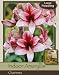 Charisma Single Amaryllis Bulb
