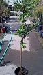 Flavor Supreme Pluot Tree Five Gallon