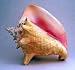 Conch shell