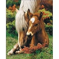 Mare and Foal (Brown Horses) Art Poster Print