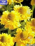 'Double Trouble' Helenium - Bicolor Flowers!