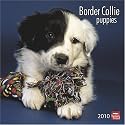 Border Collie Puppies 2010 Wall Calendar