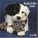 Border Collie Puppies 2010 Wall Calendar